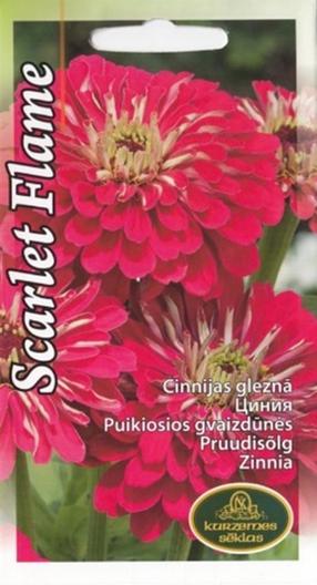 Sēklas cīnijas Scarlet Flame, 4 g