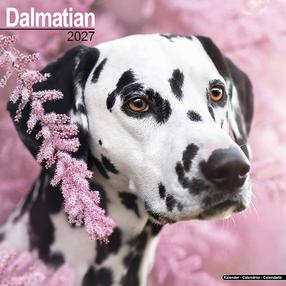Kalendārs Flamingo 27 Dalmatians, daudzkrāsaina, 29.5 cm x 29.5 cm