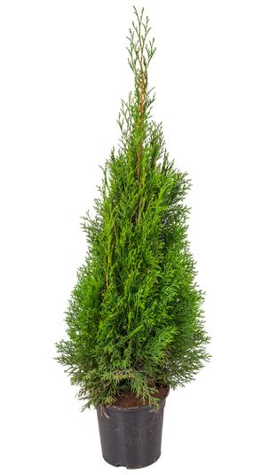 Tuja SMARAGD, 80 - 100 cm, ø21 cm