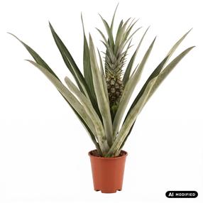 Augalas ananasas Ananas Champaca, 55 cm, ø14 cm