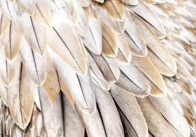 Fototapetas Artgeist Close-Up Of Bird'S Wings - Uniform Close-Up On Beige Bird Feathers, 175 cm x 250 cm