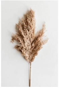 Foto paveikslas Pampas Grass, 50 cm x 70 cm