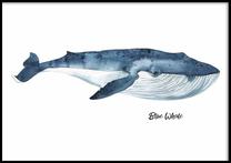 Paveikslas DecoKing Blue Whale, 100 cm x 70 cm