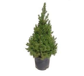 Eglė CONICA, 50 - 60 cm, ø26 cm