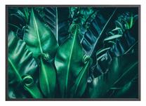 Paveikslas DecoKing Intropics, 50 cm x 40 cm