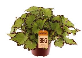 Augalas begonija Jive, 25 cm, ø12 cm