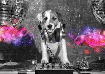 Fototapetas Artgeist Dj Dog XLFT1966, 175 cm x 250 cm