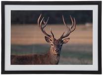 Paveikslas Amadeus Deer Encadree, 55 cm x 40 cm
