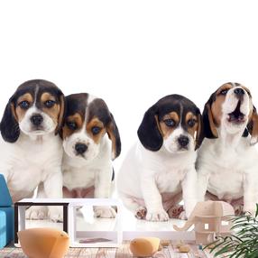 Fototapete Artgeist Sad Puppies, 315 cm x 441 cm