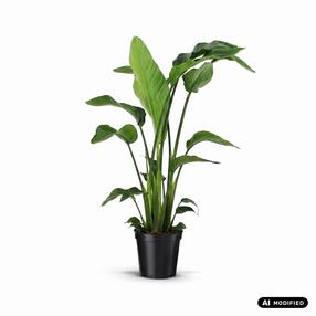 Augalas strelicija Strelitzia Nicolai 3pp, 80 cm, ø19 cm