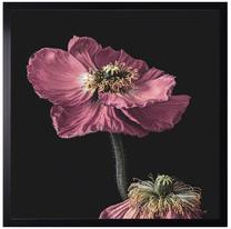 Foto paveikslas Poppy, 50 cm x 50 cm