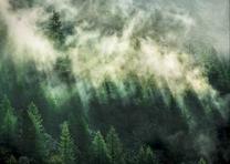 Fototapetas Komar Misty Crowns, 350 cm x 250 cm