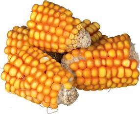 Kārumi grauzējiem Trixie Corn Cobs, trušiem/grauzējiem, 0.3 kg