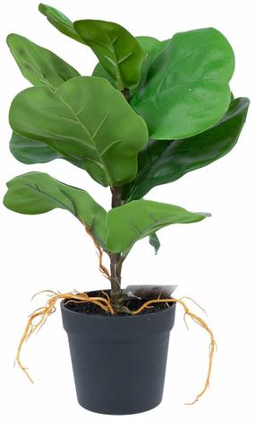 Dirbtinis augalas vazone Home4you Greenland Clusia rosea, žalia sp., 35 cm