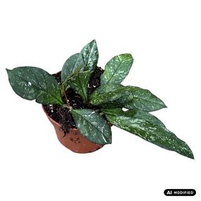 Augalas vaškuolė Hoya Crassipetiolata Splash, 15 cm, ø10.5 cm