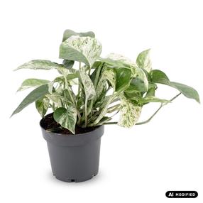 Augalas skindapas Epipremnum pinnatum Marble Variegata, 20 cm, ø12 cm