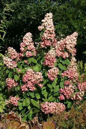 Krūmas šluotelinė hortenzija PINK DIAMOND, ø19 cm, 40 - 50 cm