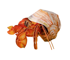 3D-pusle MakeBug Hermit Crab MB-B-0008, 5 cm x 7 cm, punane v.