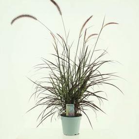 Augalas soruolė Rubrum, 35 - 40 cm, ø17 cm