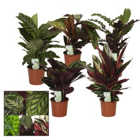 Augalas kalatėja Mix, 40 - 50 cm, ø14 cm, (spalva/dizainas parenkami atsitiktine tvarka)