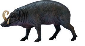 Žaislinė figūrėlė Collecta Babirusa 88727, 10 cm, juoda sp.