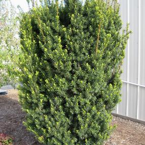 Kukmedis HICKSII, 50 - 60 cm, ø19 cm