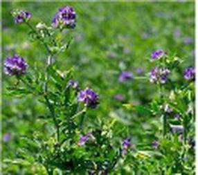 Семена для газона Alfalfa Sowing Gea, 0.2 кг