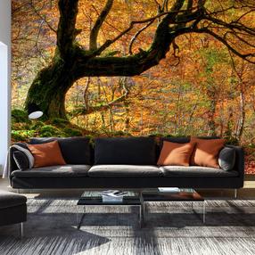 Фотообои Artgeist Autumn, Forest And Leaves, 270 см x 441 см