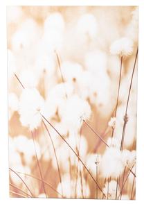 Reprodukcija Amadeus Fleurs De Cotton, 80 cm x 120 cm