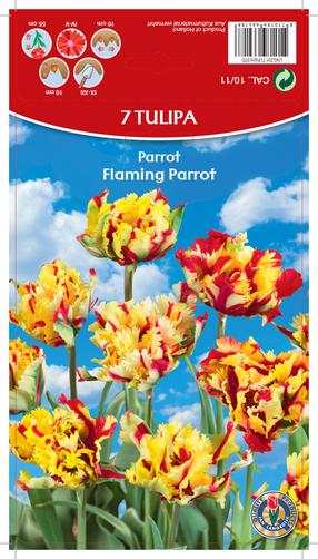 Луковичное растение тюльпаны FLAMING PARROT, 10 - 11 мм, 7 шт.