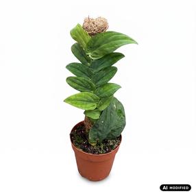 Augalas monstera Rhaphidophora Korthalsii 1pp, 30 cm, ø14 cm