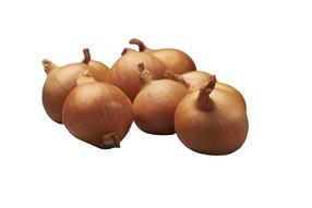 Svogūnų sodinukai Golden Gourmet F1, 7 - 14 mm, 0.4 kg