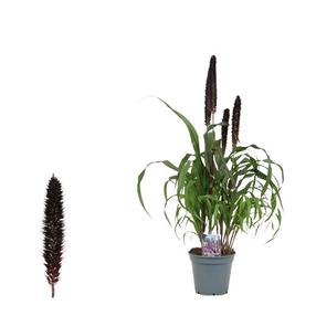 Augalas soruolė Purple Baron, 70 - 80 cm, ø17 cm