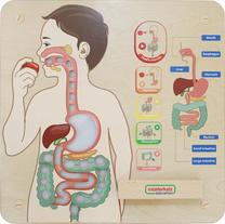 Lavinamoji lenta, žmogaus kūnas Masterkidz Digestive System, EN, mėlyna sp./ruda sp./žalia sp.