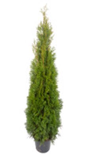 Tuja SMARAGD, 140 - 160 cm, ø31 cm