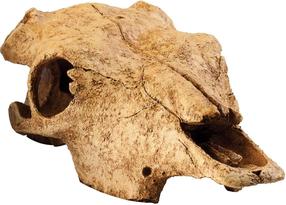 Akvārija dekorācija Exo Terra Buffalo Skull 012851, dzeltena krās.