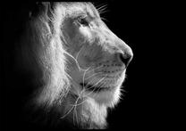 Paveikslas DecoKing Lion, 50 cm x 40 cm
