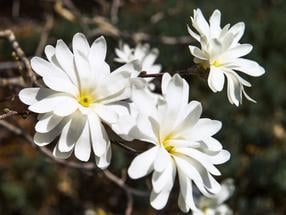 Krūmas magnolija Royal Star, ø23 cm, 50 - 60 cm