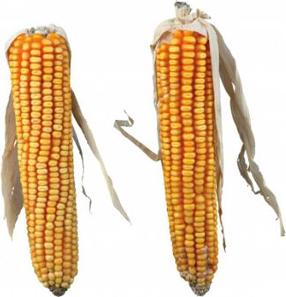Kārumi grauzējiem Trixie Corn Cobs, trušiem/grauzējiem, 0.25 kg, 2 gab.
