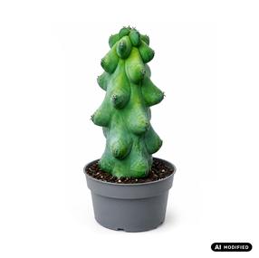 Augalas kaktusas Fukurokuryuzinboku, 6.5 cm, ø8 cm