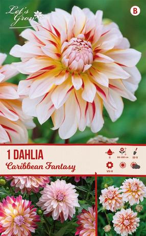 Svogūninės gėlės jurginas CARRIBEAN FANTASY A