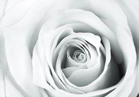 Fototapeet Artgeist Rose Charade SNEW011206SAM, 70 cm x 98 cm