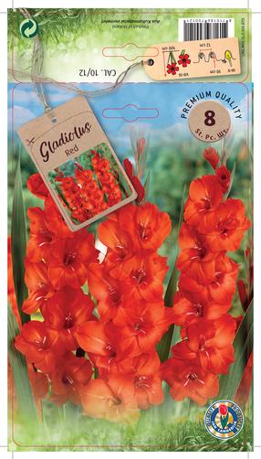 Svogūninės gėlės kardelis Red, 10 - 12 mm, 8 vnt.