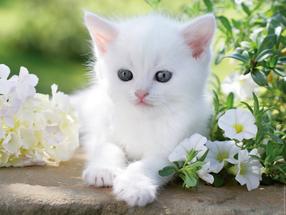 Пазл Ravensburger White Kitten, 1500 шт.