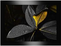Foto paveikslas Yellow Flower, 63 cm x 83 cm