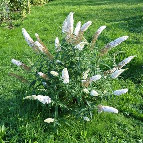 Krūmas budlėja BUTTERFLY CANDY LITTLE WHITE, ø19 cm, 30 cm