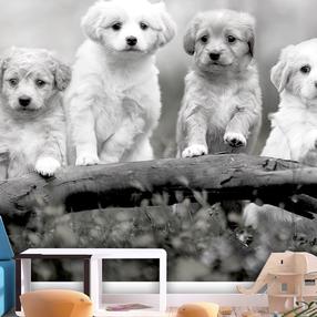Фотообои Artgeist Four Puppies 4XLFT1963, 280 см x 400 см