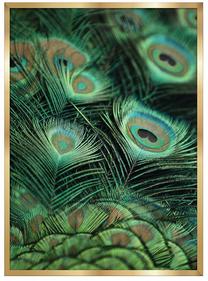 Foto paveikslas Peacock 2, 54 cm x 74 cm