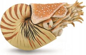 Rotaļlietu figūriņa Collecta Nautilus Pompilius 88907, 10 cm, brūna krās.