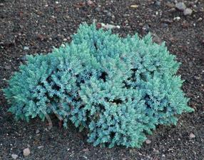 Kadagys BLUE STAR, 20 - 25 cm, ø19 cm